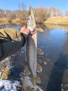 Колываны, промежуточный вариант.