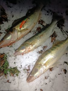 Тоже на снегу захотел !