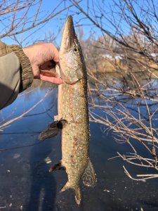 Колываны, промежуточный вариант.