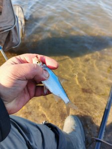 Снова Горская лужа.