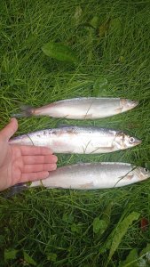 Иначе и не бывает... Или если ты жена рыбака, то день рождения пройдёт на рыбалке