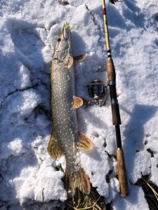 Колываны, промежуточный вариант.