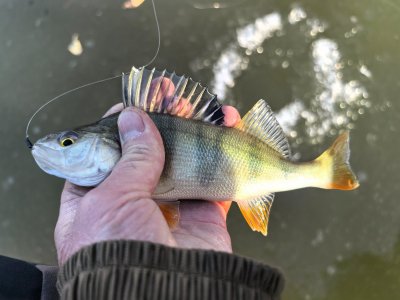 Лёд и нелёд.