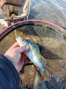 Снова Горская лужа.