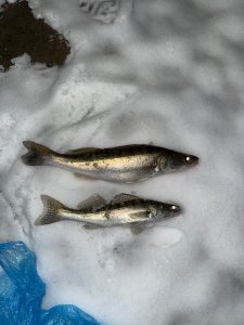 Снег и рыба