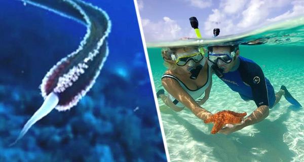 Осторожно, Хургада! Кто скрывается в глубинах Красного моря и как избежать встречи