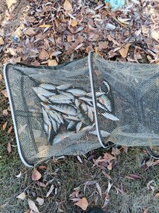 Снова Горская лужа.