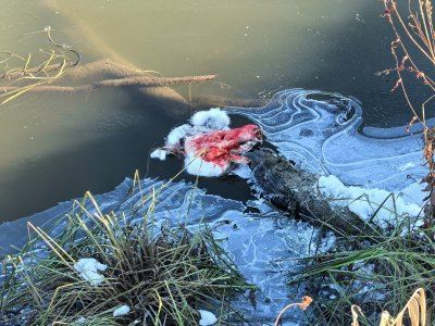 Колываны, промежуточный вариант.