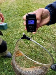 Три карпа, карась и кот.